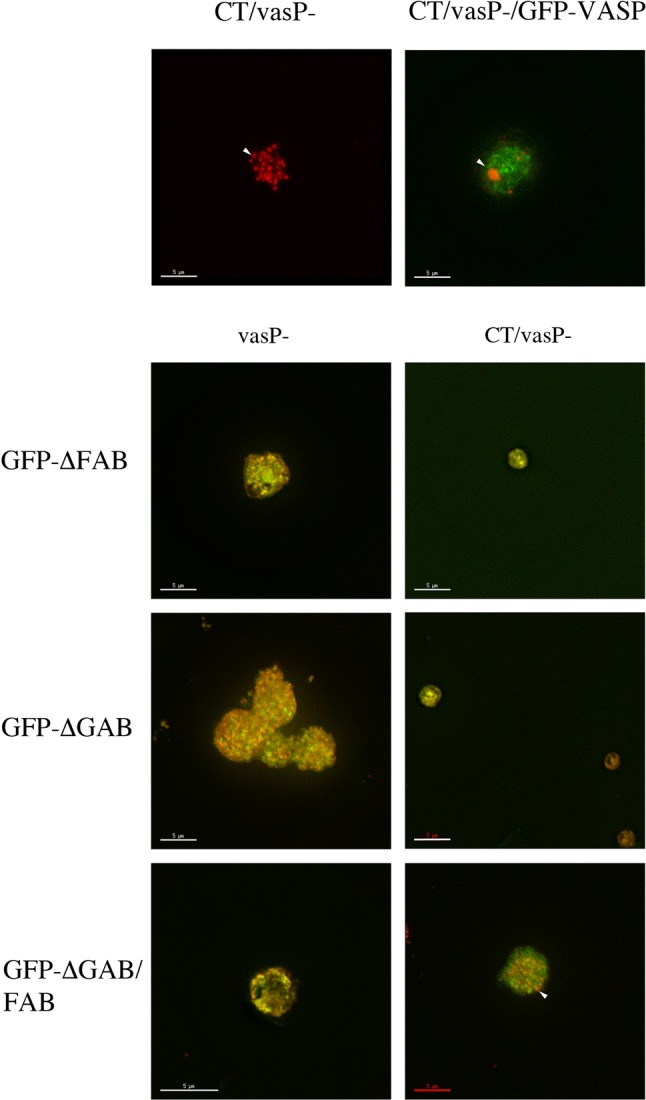 Fig. 8.