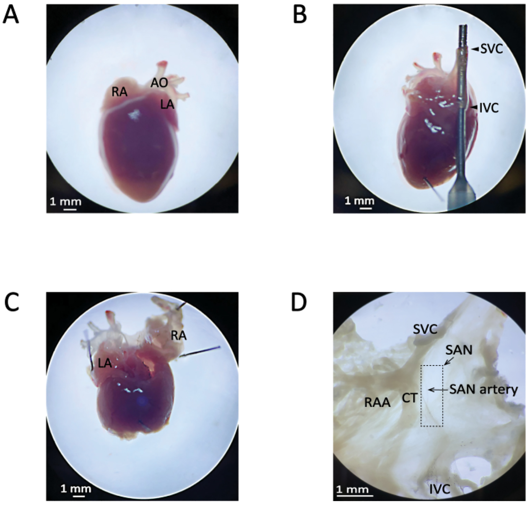 Figure 4: