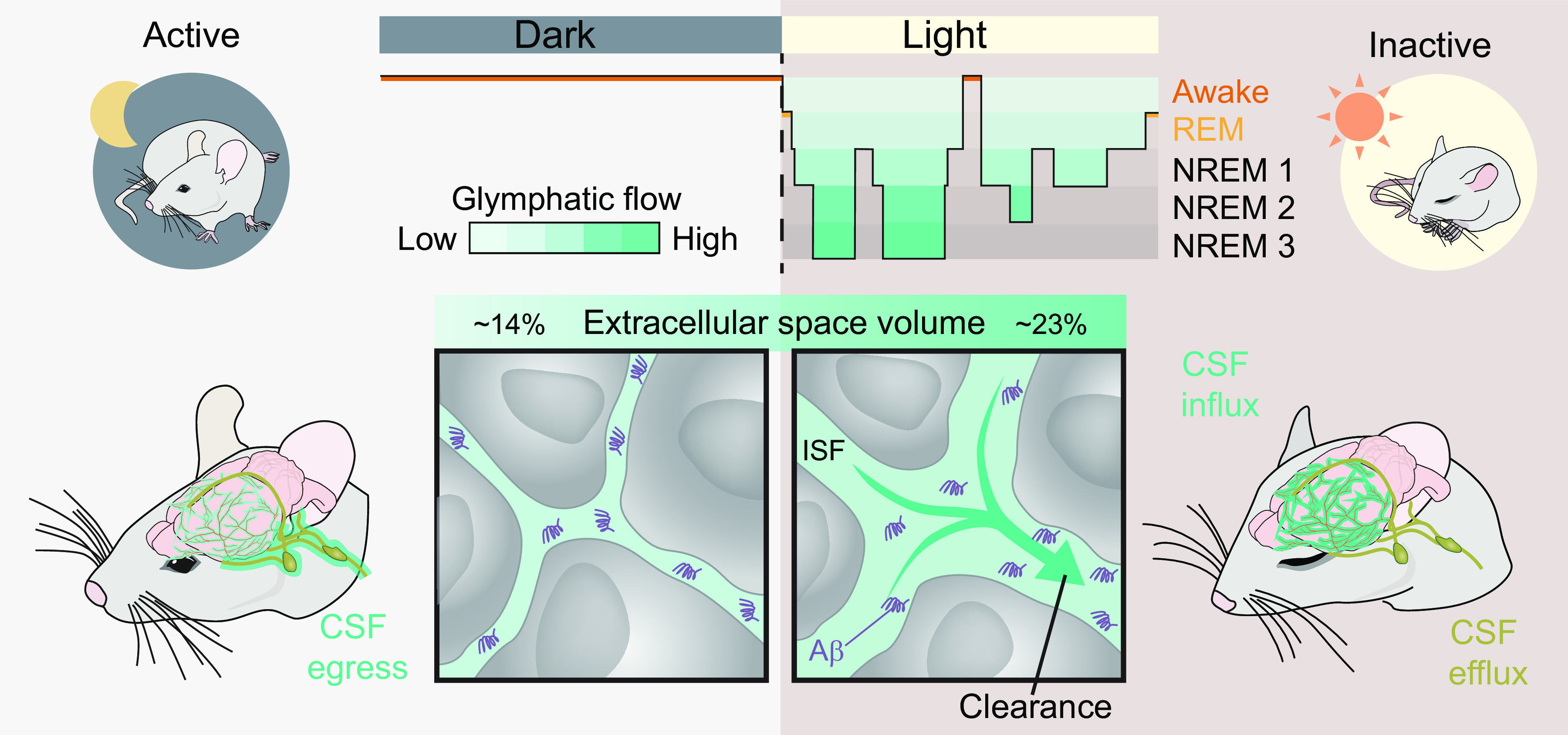 FIGURE 20.