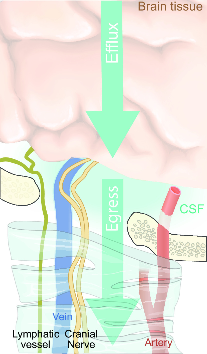 FIGURE 24.