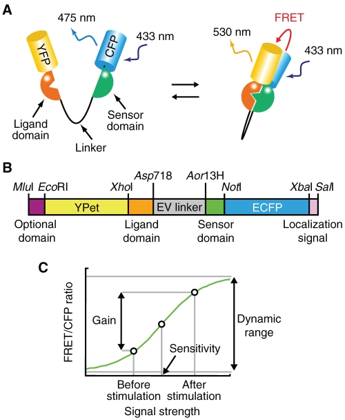 FIGURE 1: