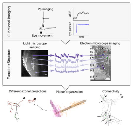 graphic file with name nihms891994u1.jpg