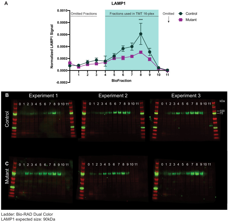 Figure 3—figure supplement 1.