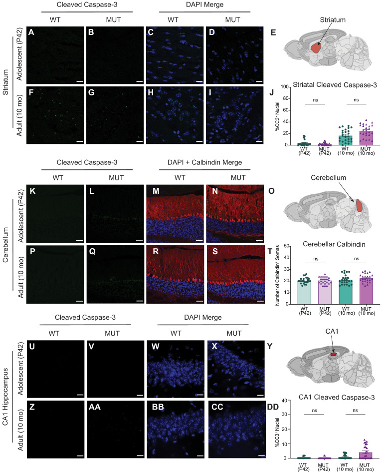 Figure 6—figure supplement 1.