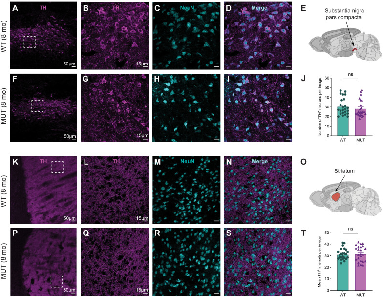 Figure 6—figure supplement 2.