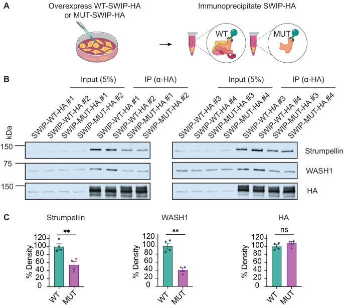 Figure 2—figure supplement 1.