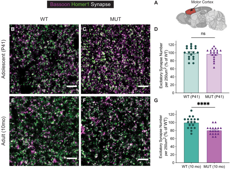 Figure 4—figure supplement 2.