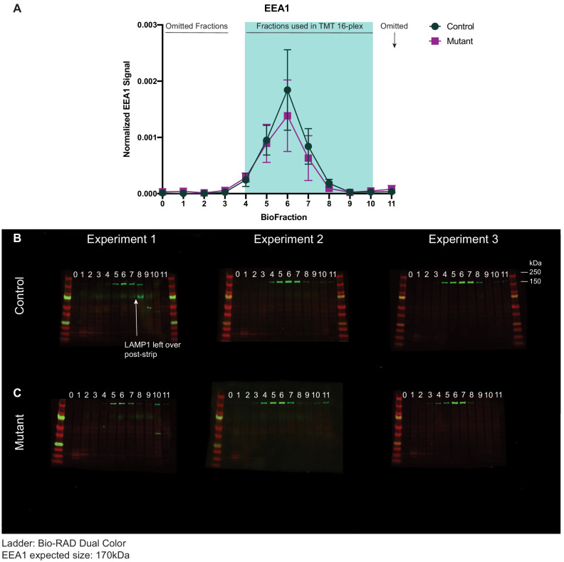 Figure 3—figure supplement 2.