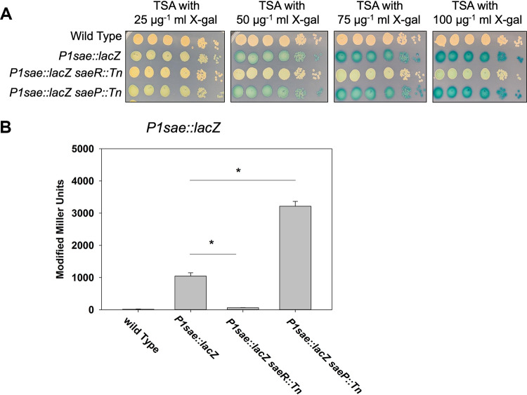 FIG 2