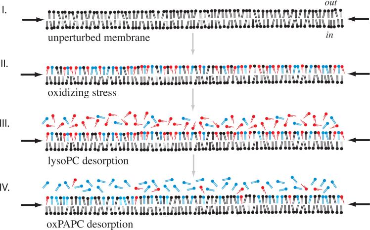 Fig. 10