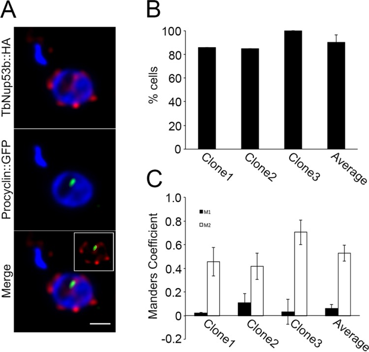 FIGURE 5: