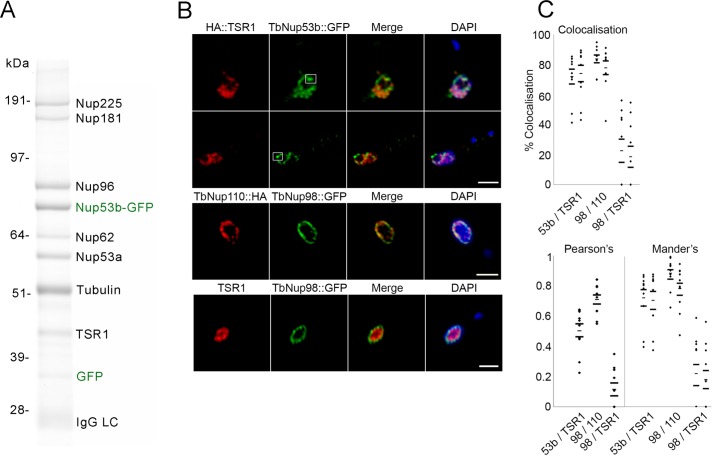 FIGURE 3: