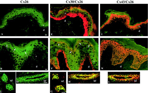 Figure  3