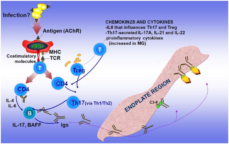 Figure 1a.