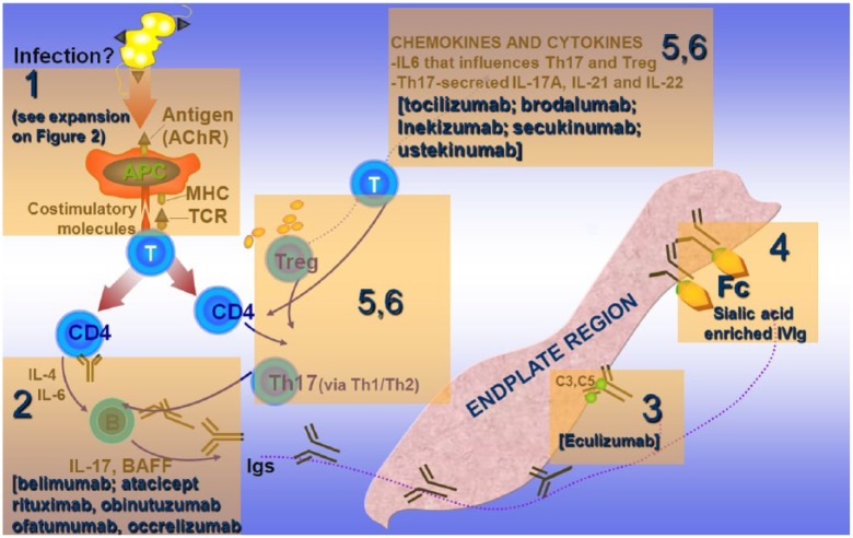 Figure 1b.