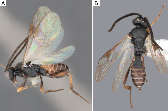 Figure 42.