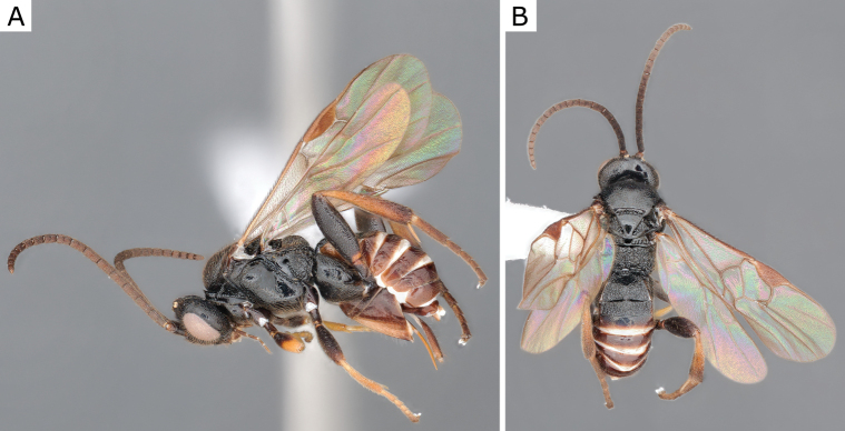 Figure 31.