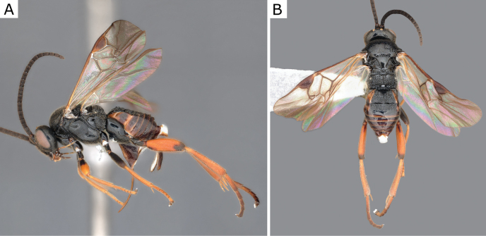 Figure 33.