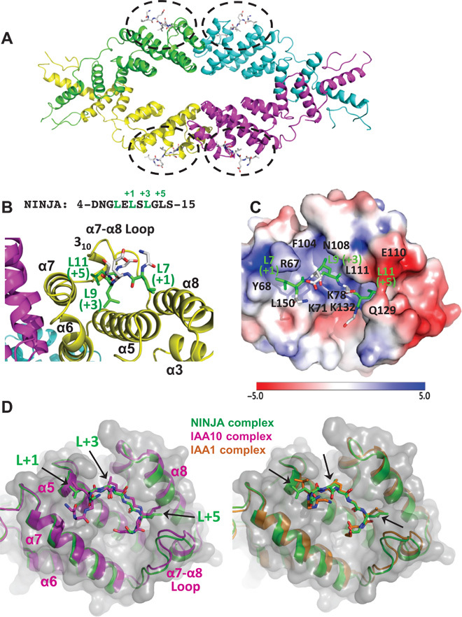 Fig. 4