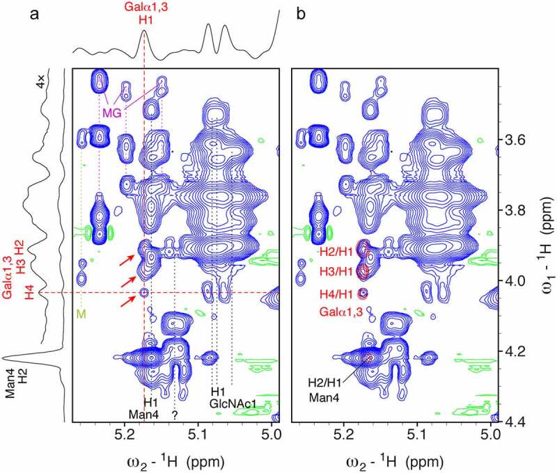 Shown is a busy region of a 2D 1H-1H TOCSY spectrum in which three correlations of α-Gal are visible, namely H2/H1, H3/H1 and H4/H1. A slice through the H4/H1 correlation of α-Gal shows an approx. signal to noise of 5 in agreement with the software Sparky. In an overlay of the same spectrum with a corresponding region of cetuximab, all α-Gal signals match exactly to those of cetuximab. Additional signals are visible originating from glycation products with maltose (from the formulation buffer) and of maltose (released from reversible glycation).