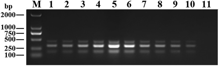 FIGURE 4