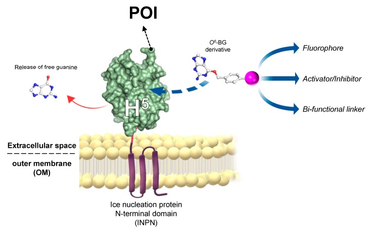 Figure 5