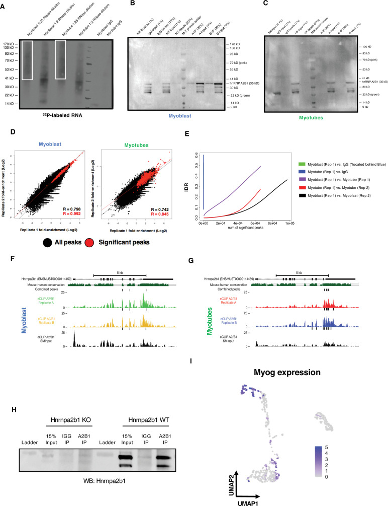 Figure 6—figure supplement 1.