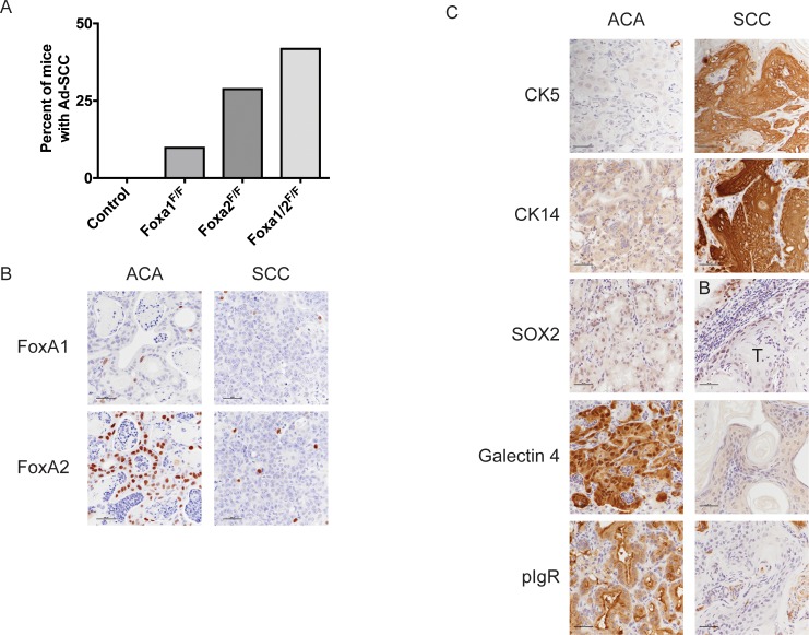 Figure 4—figure supplement 1.