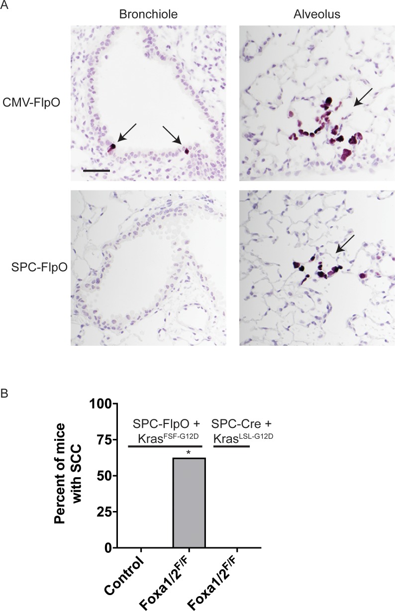 Figure 6—figure supplement 1.