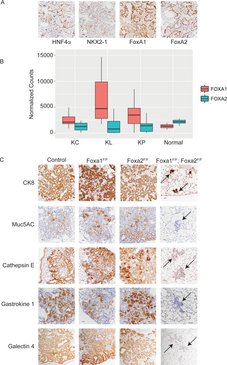 Figure 1—figure supplement 1.