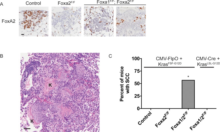 Figure 5—figure supplement 1.