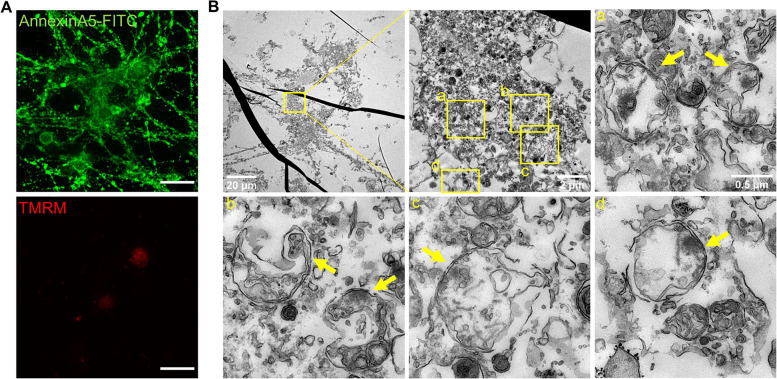 Fig. 8