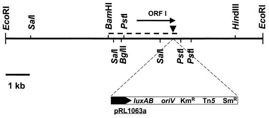 FIG. 5