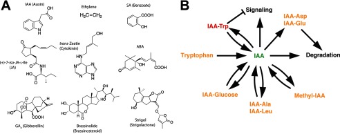 FIGURE 1.