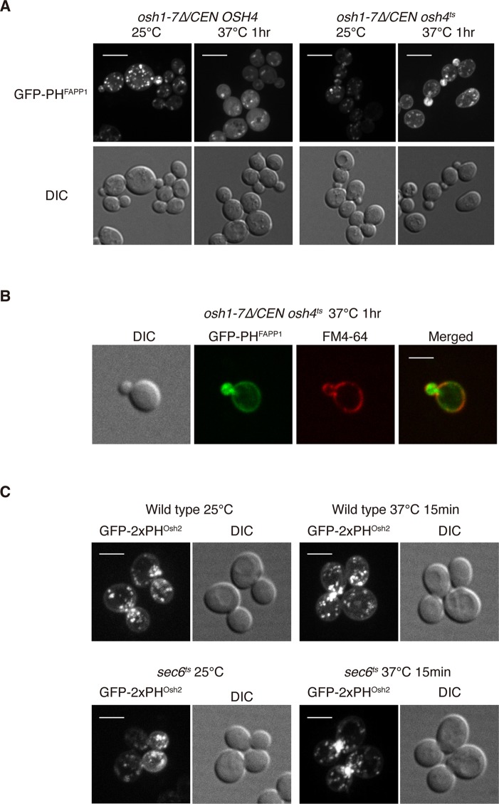 FIGURE 1: