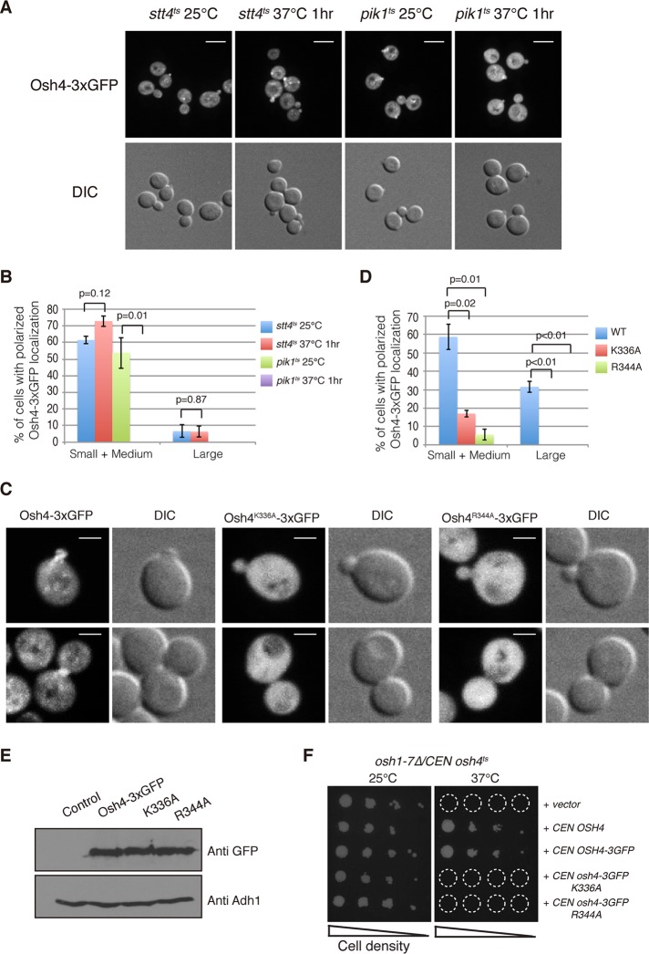 FIGURE 3: