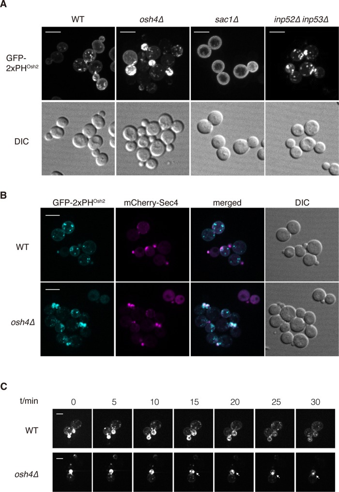 FIGURE 4: