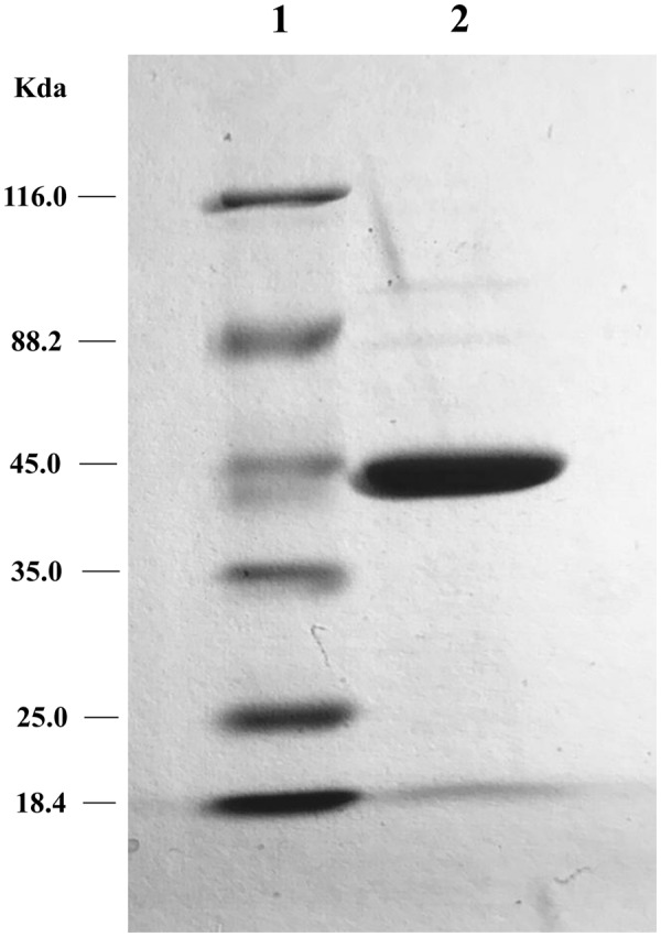 FIGURE 2