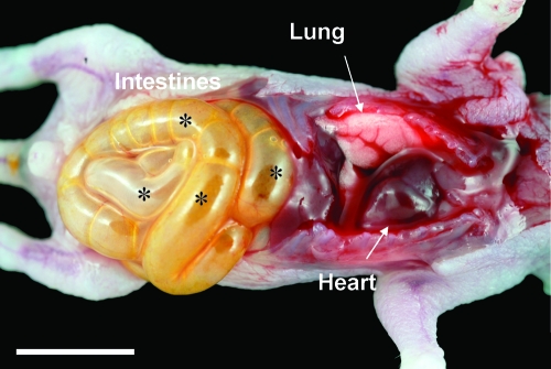 FIG. 2.