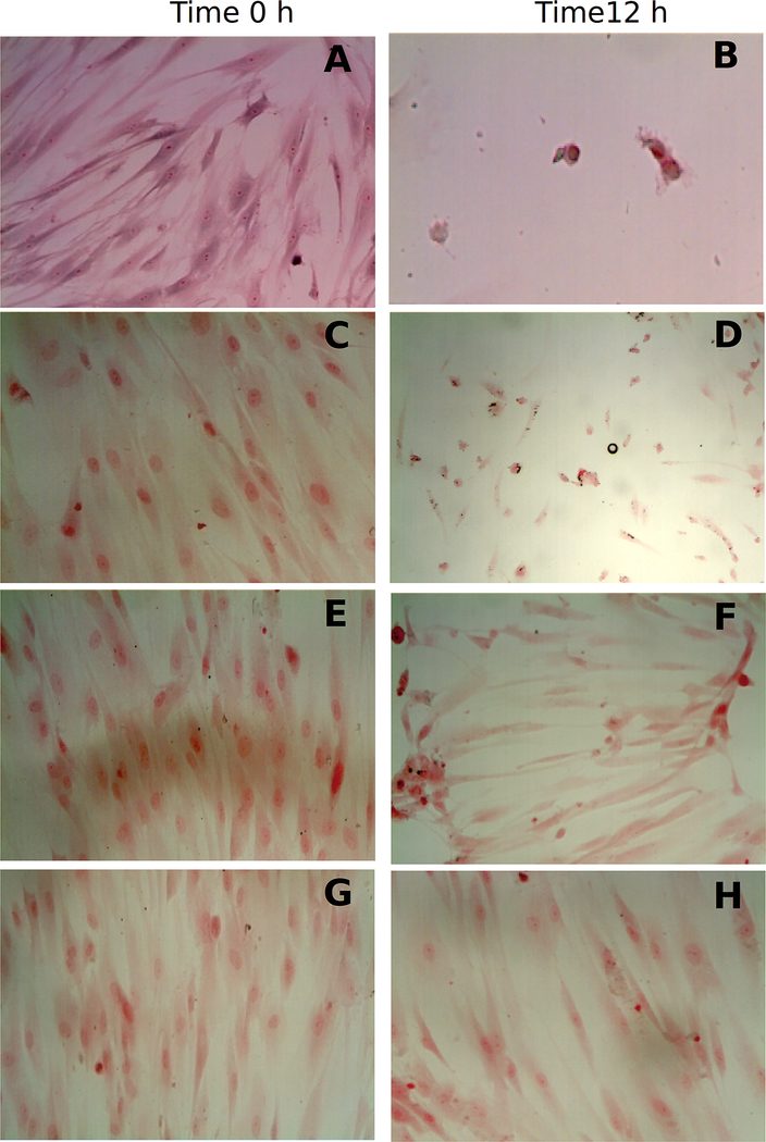 Fig. 5