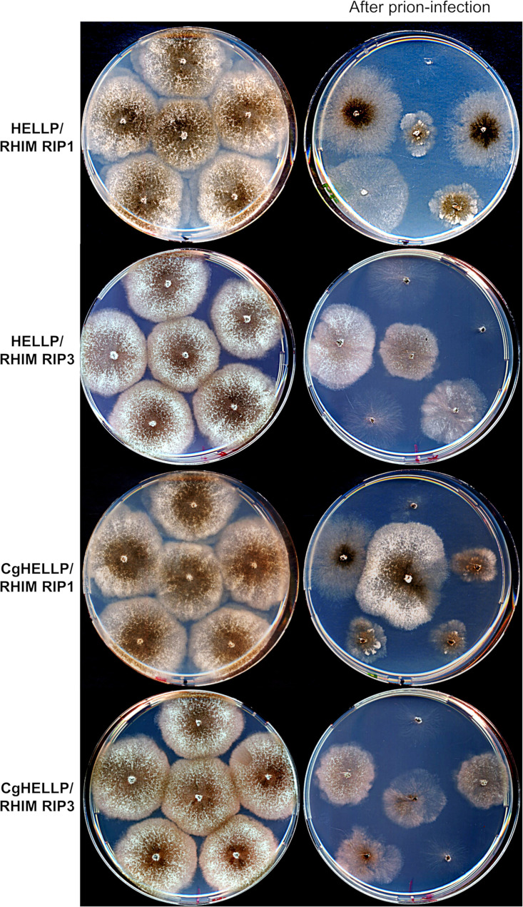 FIG 11