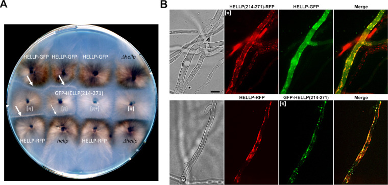 FIG 3