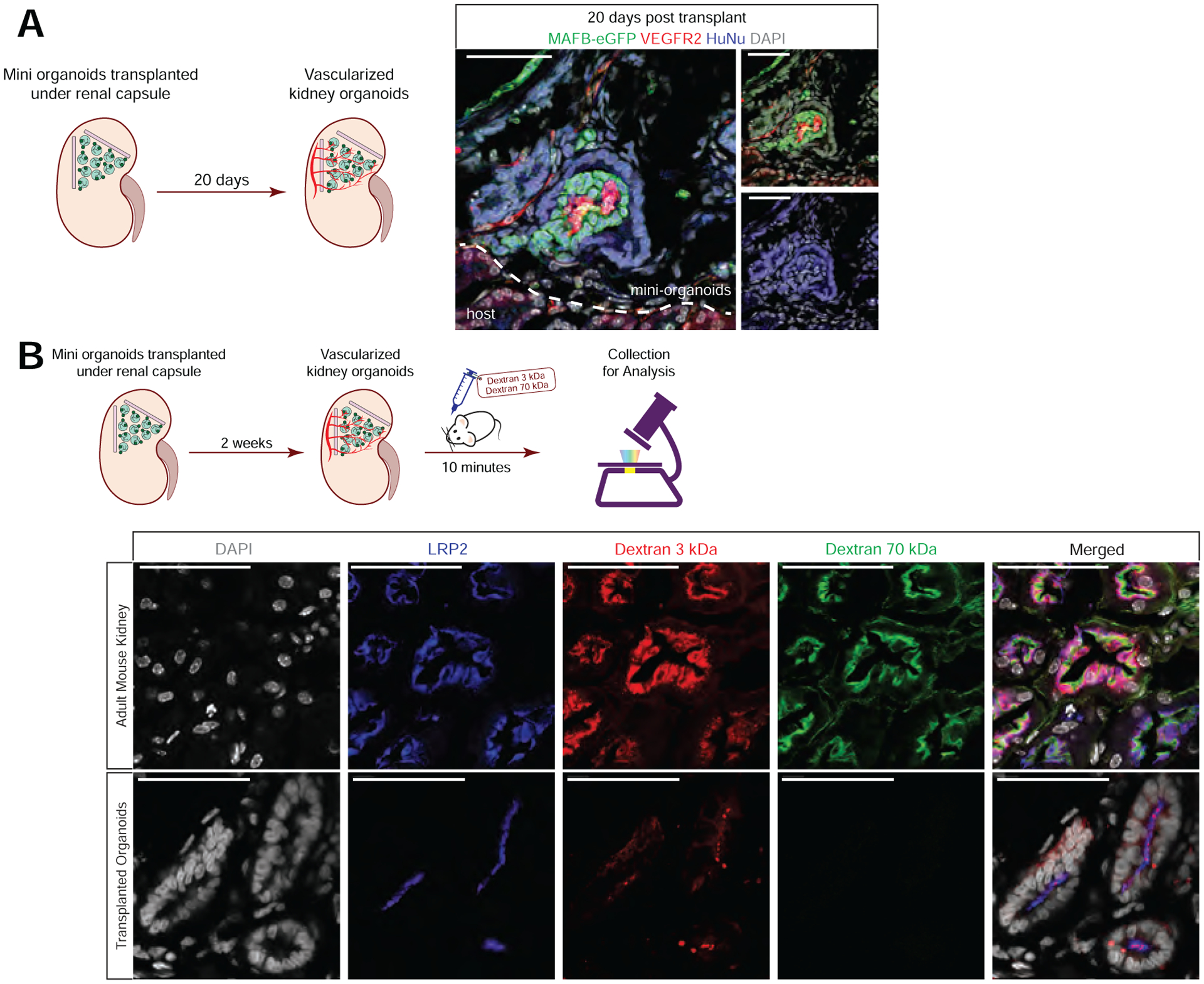 Figure 4: