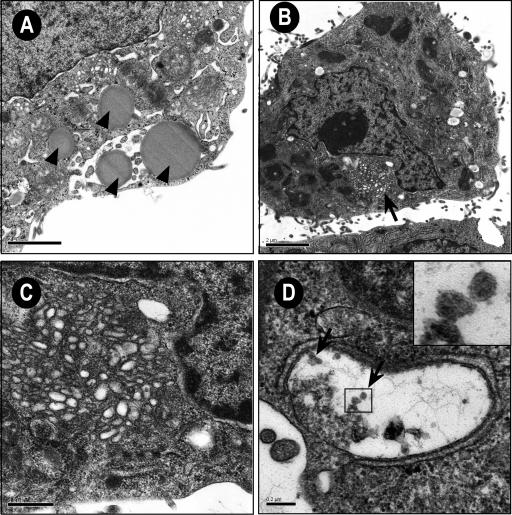 FIG. 6.