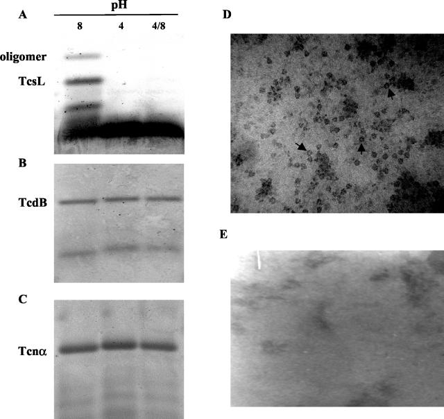 FIG. 6.