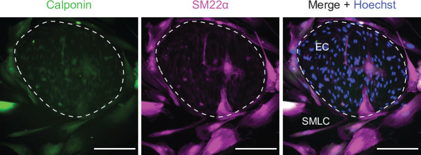 Figure 1—figure supplement 1.