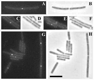 FIG. 7