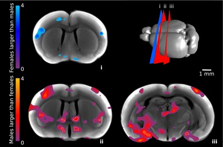 Fig. 6.