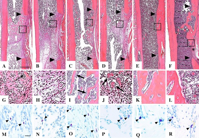 Fig. 2A–R