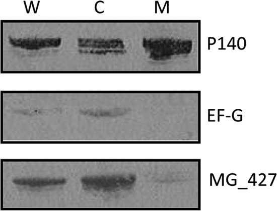 FIG 5